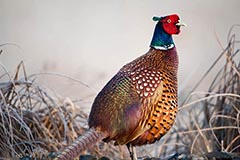 Fasan - Zum Vergroessern klicken!